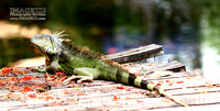 IGGY IGUANA
