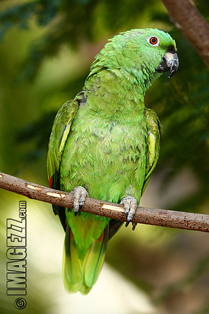 IMAGEZZ!_0957a